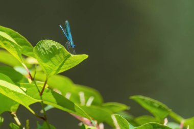 Yeşil bir yusufçuk bir dala tünemiş. Yusufçuk sakince dalın üzerinde dinlenirken, bu görüntünün huzurlu ve huzurlu bir havası var.