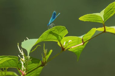 Yeşil bir yusufçuk bir dala tünemiş. Yusufçuk sakince dalın üzerinde dinlenirken, bu görüntünün huzurlu ve huzurlu bir havası var.