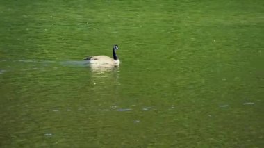 Beyaz kaz Yüzme gölet