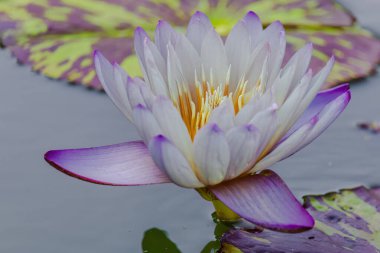 Sarı yapraklı mor bir çiçek bir gölette oturuyor. Çiçek yeşil yapraklarla çevrilidir ve su sakindir.