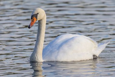 Bir kuğu gölde yüzüyor. Su sakin ve berrak. Kuğu görüntünün ana odak noktasıdır.