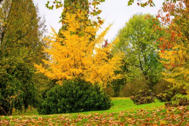 Üç ağaçlı bir park, biri yeşil, diğer ikisi sarı. Ağaçlar çimenli bir arazide.