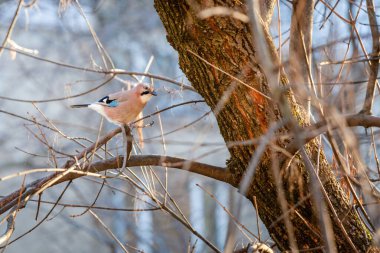 Ağacın dalına tünemiş bir karga. Kuş mavi ve beyazdır. Ağaç çıplak ve gökyüzü temiz.