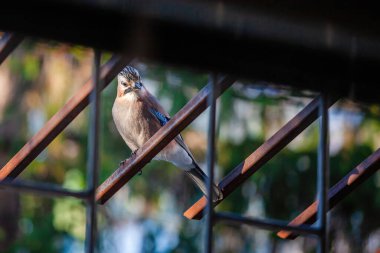 Bir alakarga metal korkuluklara tünemiş. Kuş küçük ve kahverengi. Korkuluk metalden yapılmıştır ve bir binanın üzerindedir.