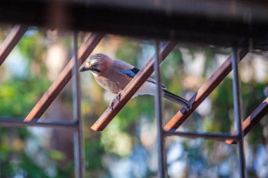 Bir alakarga metal korkuluklara tünemiş. Kuş küçük ve kahverengi. Korkuluk metalden yapılmıştır ve bir binanın üzerindedir.