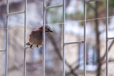 Bir alakarga metal korkuluklara tünemiş. Kuş küçük ve kahverengi. Korkuluk metalden yapılmıştır ve bir binanın üzerindedir.