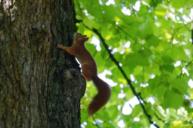 Parktaki ağaçtaki sevimli genç sincap portresi.