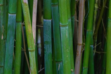 Ormandaki bambu ağaçları. Doğadaki Bitkiler.