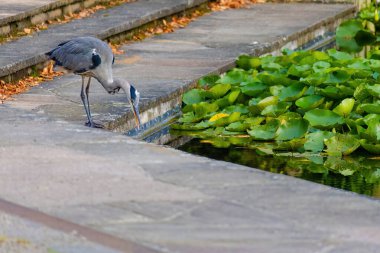 Doğu Akbalıkçıl, Ardea cinsinde beyaz balıkçıl, gölde balık tutuyor.