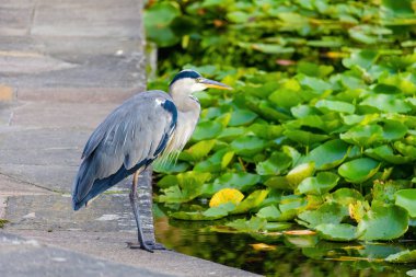 Doğu Akbalıkçıl, Ardea cinsinde beyaz balıkçıl, gölde balık tutuyor.