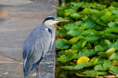 Doğu Akbalıkçıl, Ardea cinsinde beyaz balıkçıl, gölde balık tutuyor.