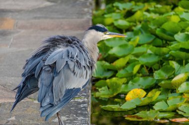 Doğu Akbalıkçıl, Ardea cinsinde beyaz balıkçıl, gölde balık tutuyor.