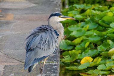 Doğu Akbalıkçıl, Ardea cinsinde beyaz balıkçıl, gölde balık tutuyor.