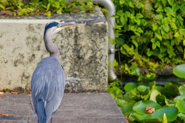Doğu Akbalıkçıl, Ardea cinsinde beyaz balıkçıl, gölde balık tutuyor.