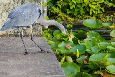 Doğu Akbalıkçıl, Ardea cinsinde beyaz balıkçıl, gölde balık tutuyor.