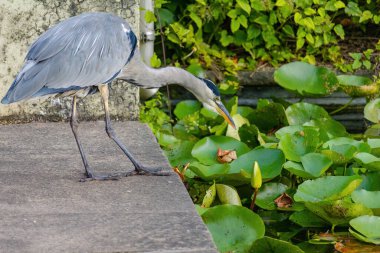 Doğu Akbalıkçıl, Ardea cinsinde beyaz balıkçıl, gölde balık tutuyor.
