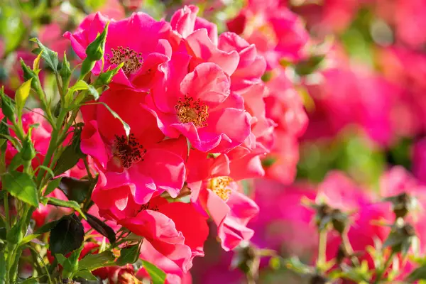 Bahçede güzel çiçek, buket, botanik