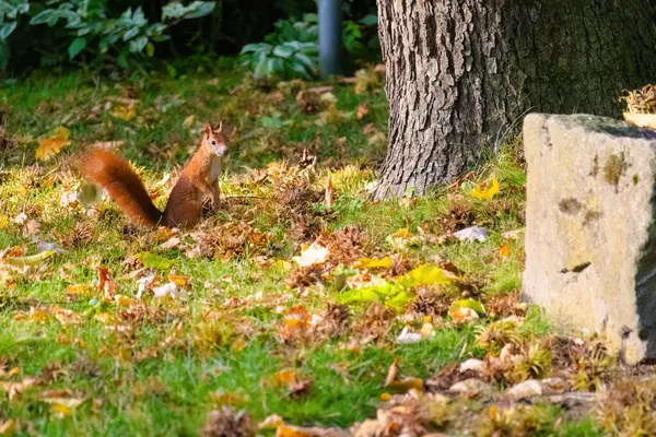 Bir sincap çimenli bir alanda yerde oturuyor. Sincap kahverengi ve tüylü bir kuyruğu var.