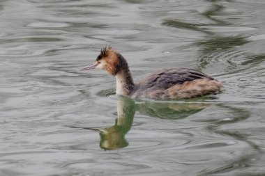 Great crested grebe in its natural habitat swimming in lake. water birds.