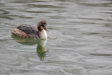 Great crested grebe in its natural habitat swimming in lake. water birds.