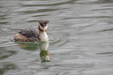 Great crested grebe in its natural habitat swimming in lake. water birds.