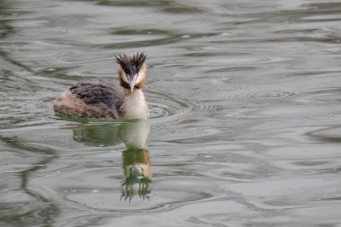 Great crested grebe in its natural habitat swimming in lake. water birds.