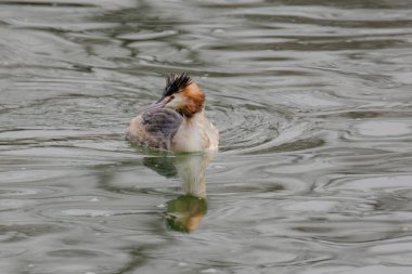 Great crested grebe in its natural habitat swimming in lake. water birds.