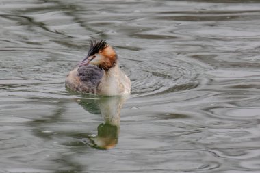 Great crested grebe in its natural habitat swimming in lake. water birds.
