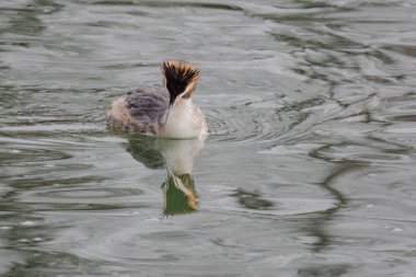 Great crested grebe in its natural habitat swimming in lake. water birds.