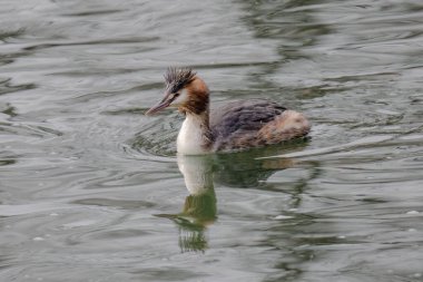 Great crested grebe in its natural habitat swimming in lake. water birds.