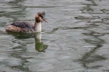Great crested grebe in its natural habitat swimming in lake. water birds.