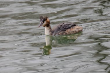 Great crested grebe in its natural habitat swimming in lake. water birds.