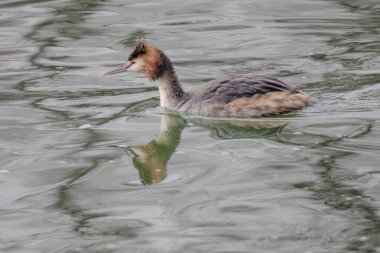Great crested grebe in its natural habitat swimming in lake. water birds.