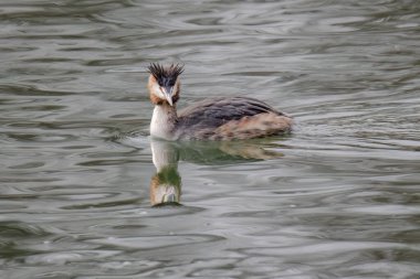 Great crested grebe in its natural habitat swimming in lake. water birds.