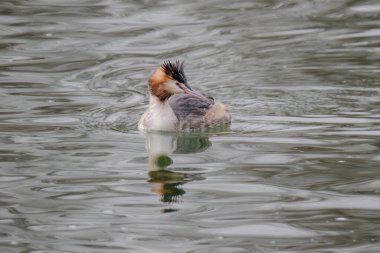 Great crested grebe in its natural habitat swimming in lake. water birds.