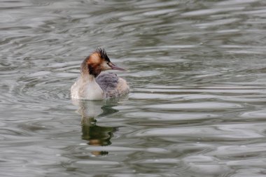Great crested grebe in its natural habitat swimming in lake. water birds.