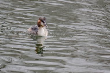Great crested grebe in its natural habitat swimming in lake. water birds.