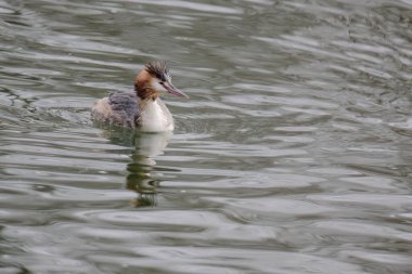 Great crested grebe in its natural habitat swimming in lake. water birds.