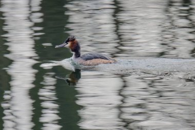 Great crested grebe in its natural habitat swimming in lake. water birds.