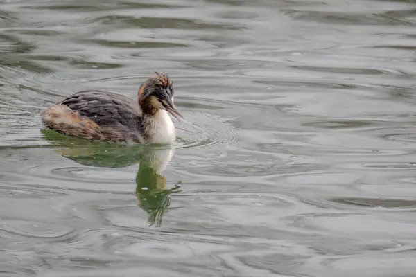 Great crested grebe in its natural habitat swimming in lake. water birds.