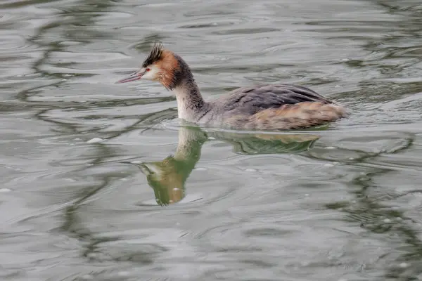 Great crested grebe in its natural habitat swimming in lake. water birds.