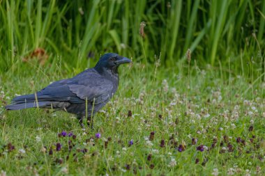 Karga leşi (Corvus corone) kara kuş yere tünedi