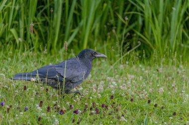 Karga leşi (Corvus corone) kara kuş yere tünedi