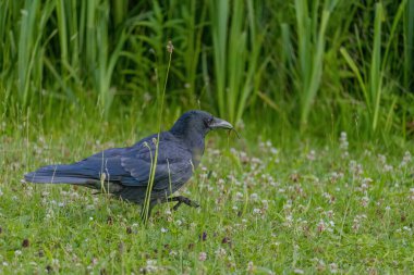 Karga leşi (Corvus corone) kara kuş yere tünedi