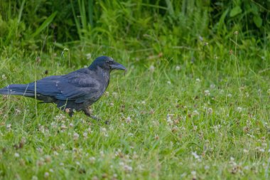 Karga leşi (Corvus corone) kara kuş yere tünedi