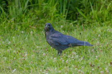 Karga leşi (Corvus corone) kara kuş yere tünedi