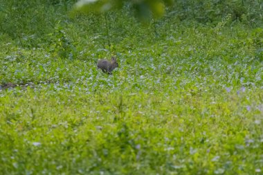 Yeşil çayırdaki yavru tavşan. Vahşi hayvanlar..