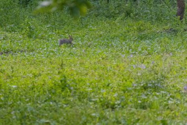 Yeşil çayırdaki yavru tavşan. Vahşi hayvanlar..
