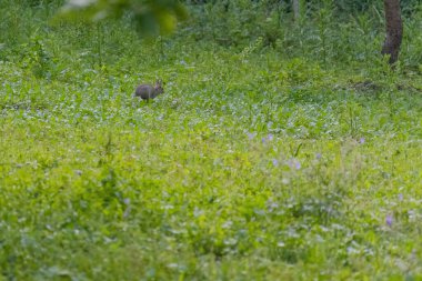 Yeşil çayırdaki yavru tavşan. Vahşi hayvanlar..