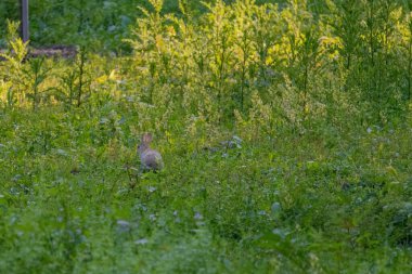 Yeşil çayırdaki yavru tavşan. Vahşi hayvanlar..